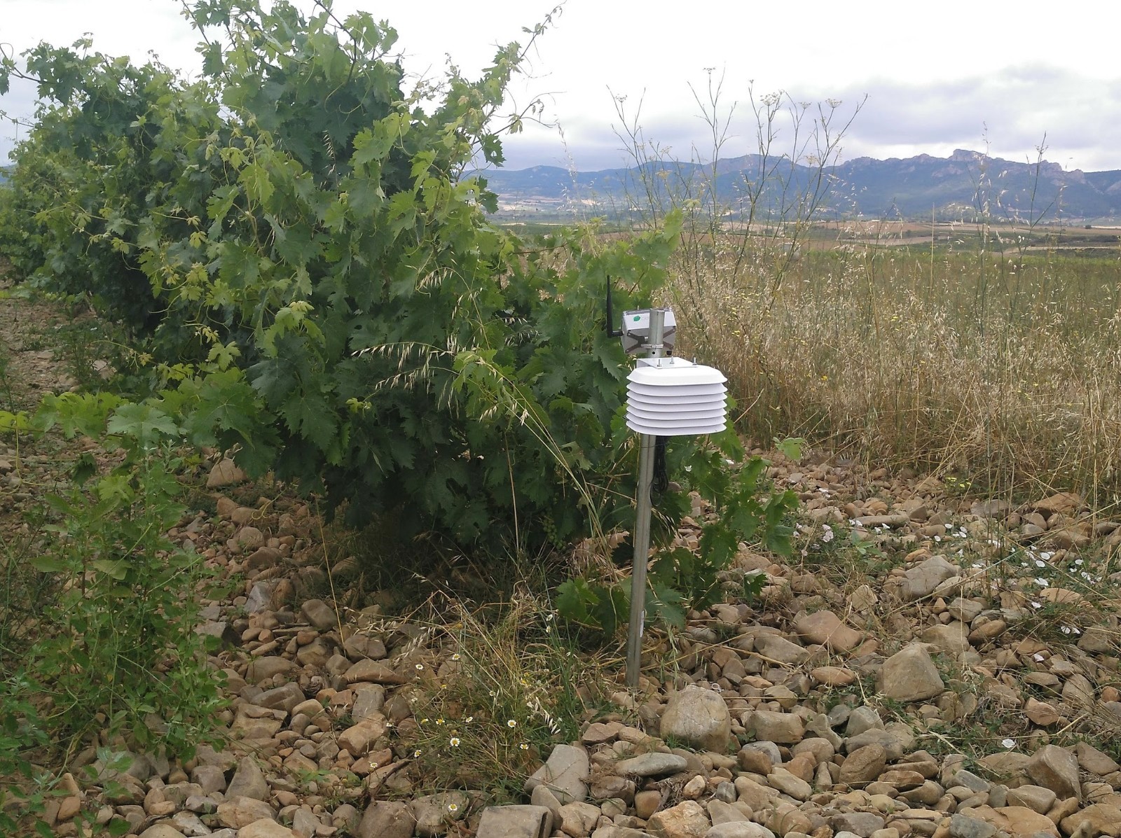 Imagen de la noticia El Proyecto Oídio Detection que promueve Grupo Rioja ofrece resultados parciales relevantes